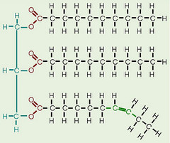 <p>A lipid is an organic molecule consisting of carbon, hydrogen, and oxygen atoms and includes fats, oils, phospholipids, and steroids. Lipids are important because they function as structural components of cell membranes, sources of insulation, and a means of energy storage.</p>