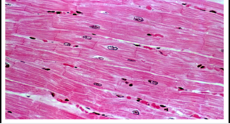 <p>Location : Heart </p><p>Function: Pumps blood to the heart </p>