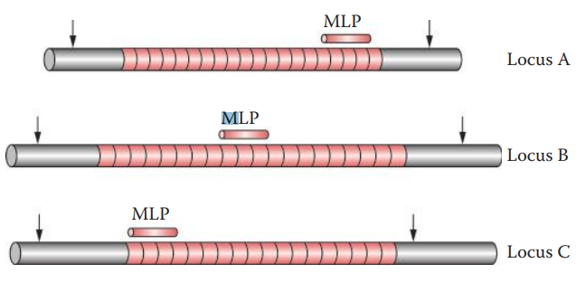 VNTR analysis using the MLP method. The technique can detect multiple VNTR loci simultaneously. Restriction sites are indicated by arrows.