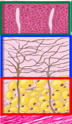 <p>lining or masticatory mucosa </p>