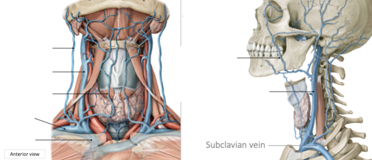 <p>Head and Neck Venous Drainage</p>