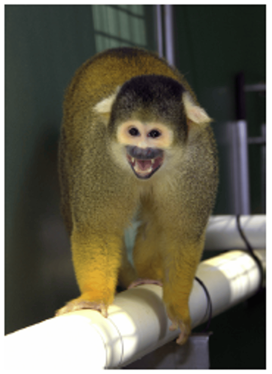 <p>Bolivian squirrel monkey</p>