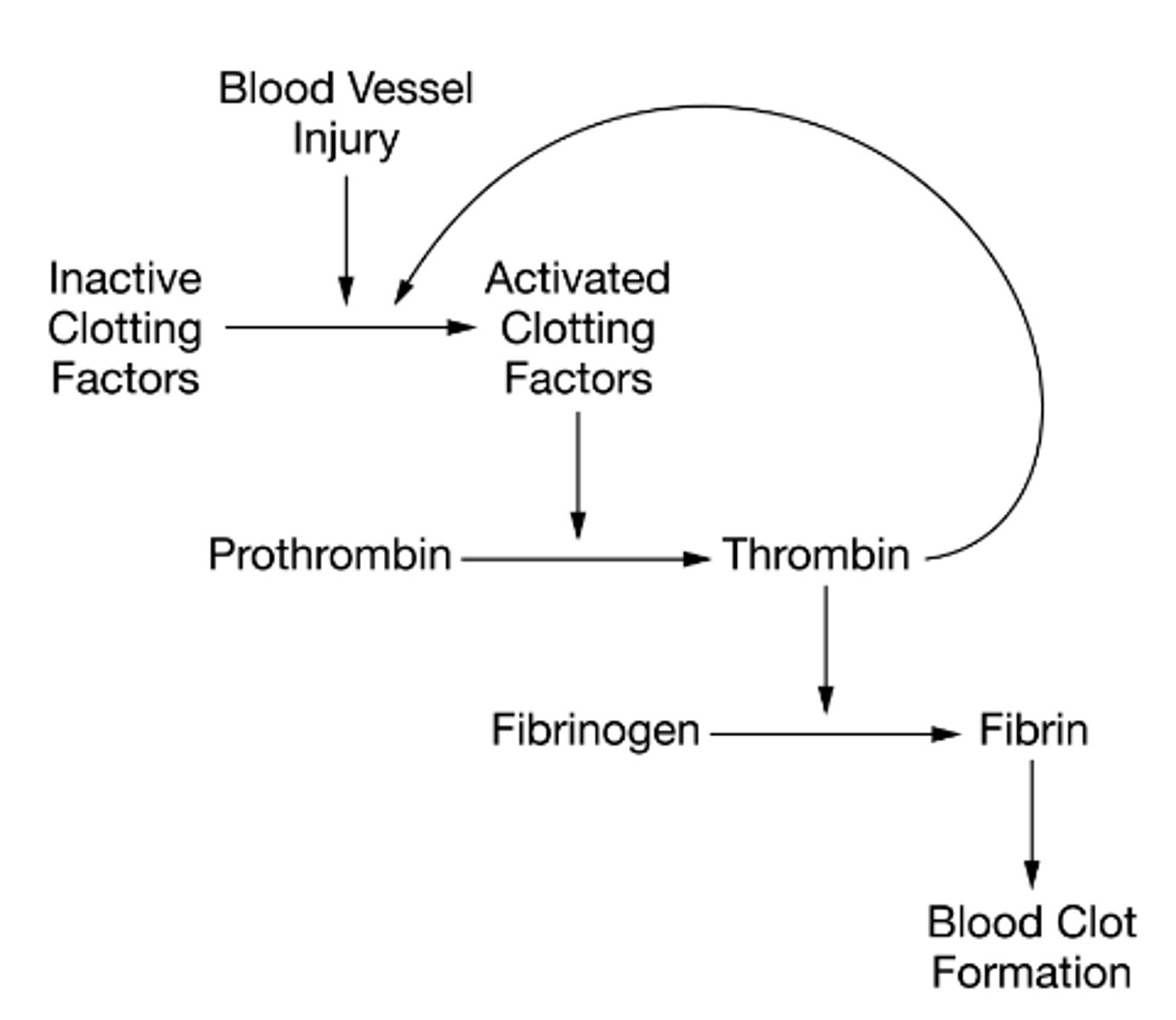 <p>B. The rate of fibrin formation will decrease.</p>