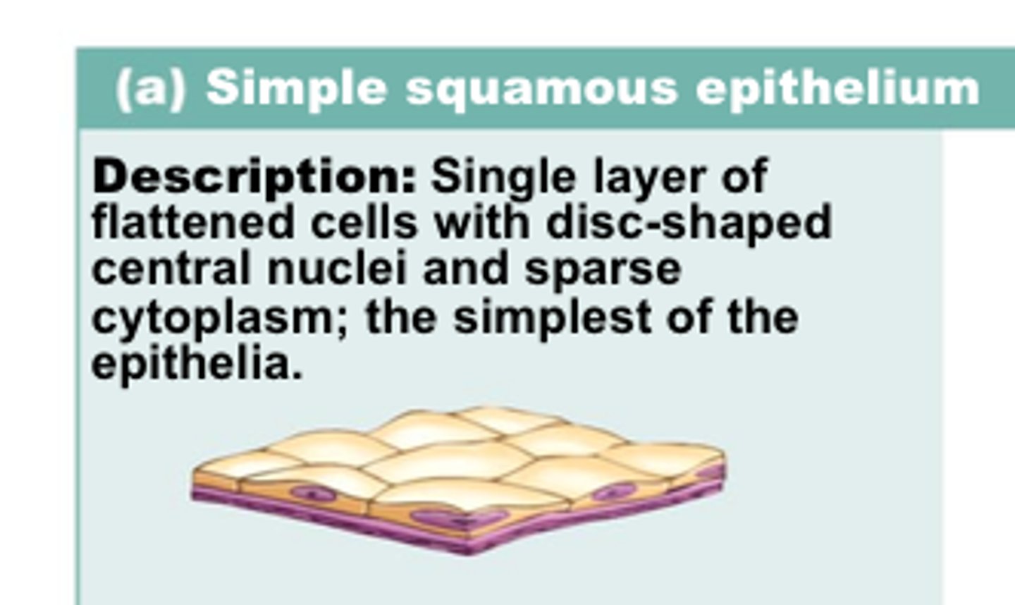 <p>single layer of flattened cells with disc-shaped central nuclei and sparse cytoplasm; the simplest of the epithelia</p>