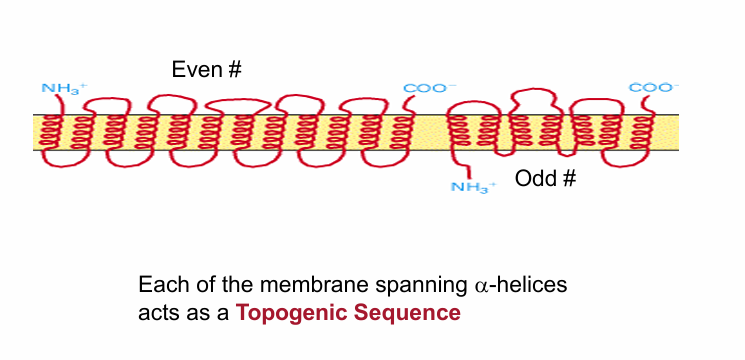 <ul><li><p>Pass through multiple times&nbsp;</p></li><li><p>May be even/Odd # of topogenic sequences</p></li><li><p>Every time it passes through, there must be a sequence&nbsp;</p></li></ul><p></p>