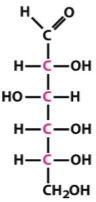 <p>6-carbon aldehyde</p><p>Right-left-right-right</p>