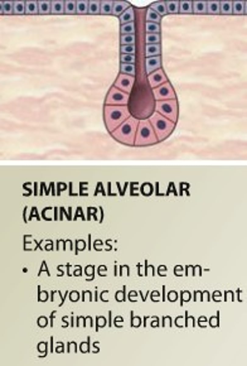 <p>Rounded secretory portion; Found in embryonic glands.</p>
