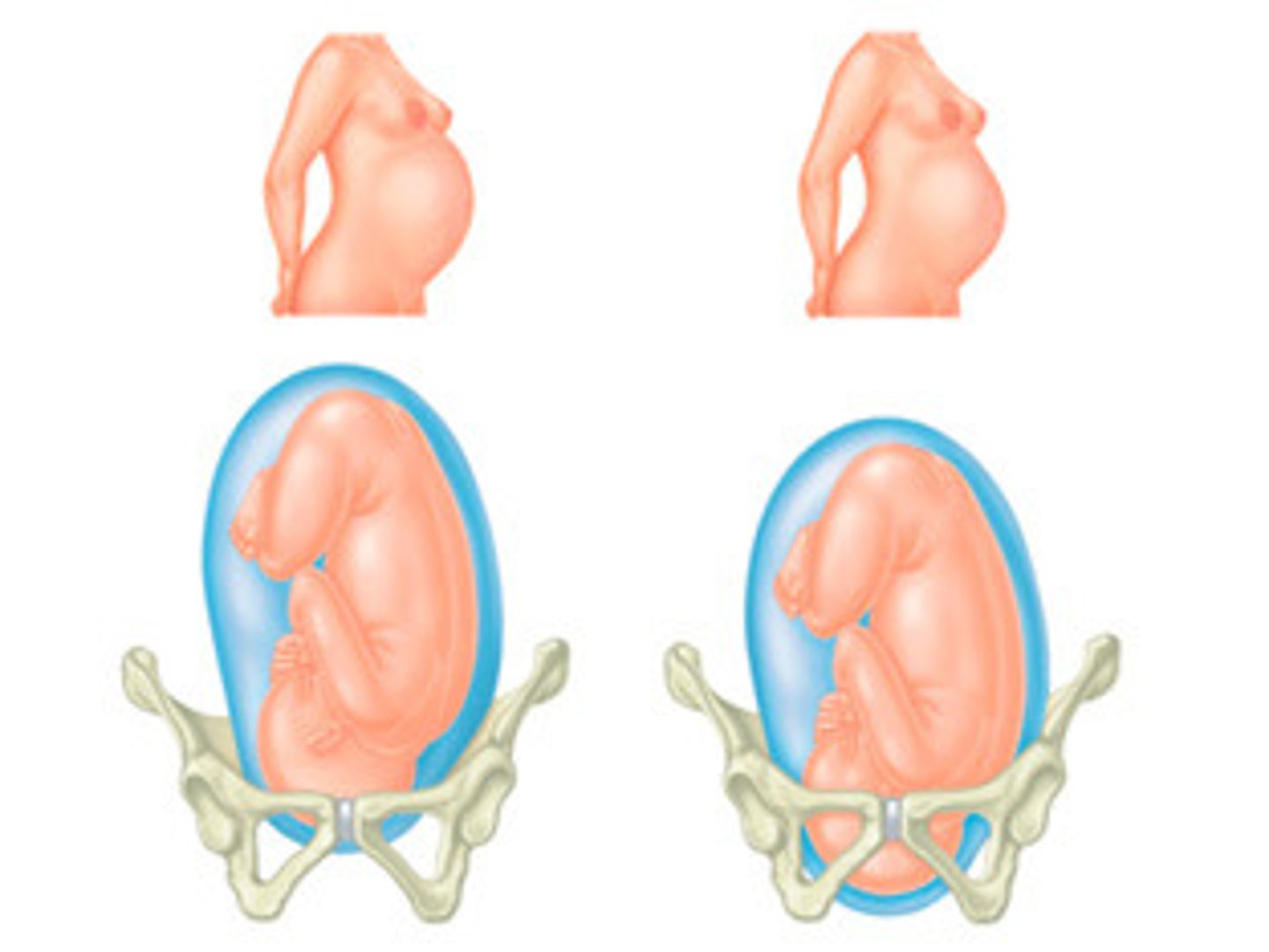<p>From week 9 until birth.</p>