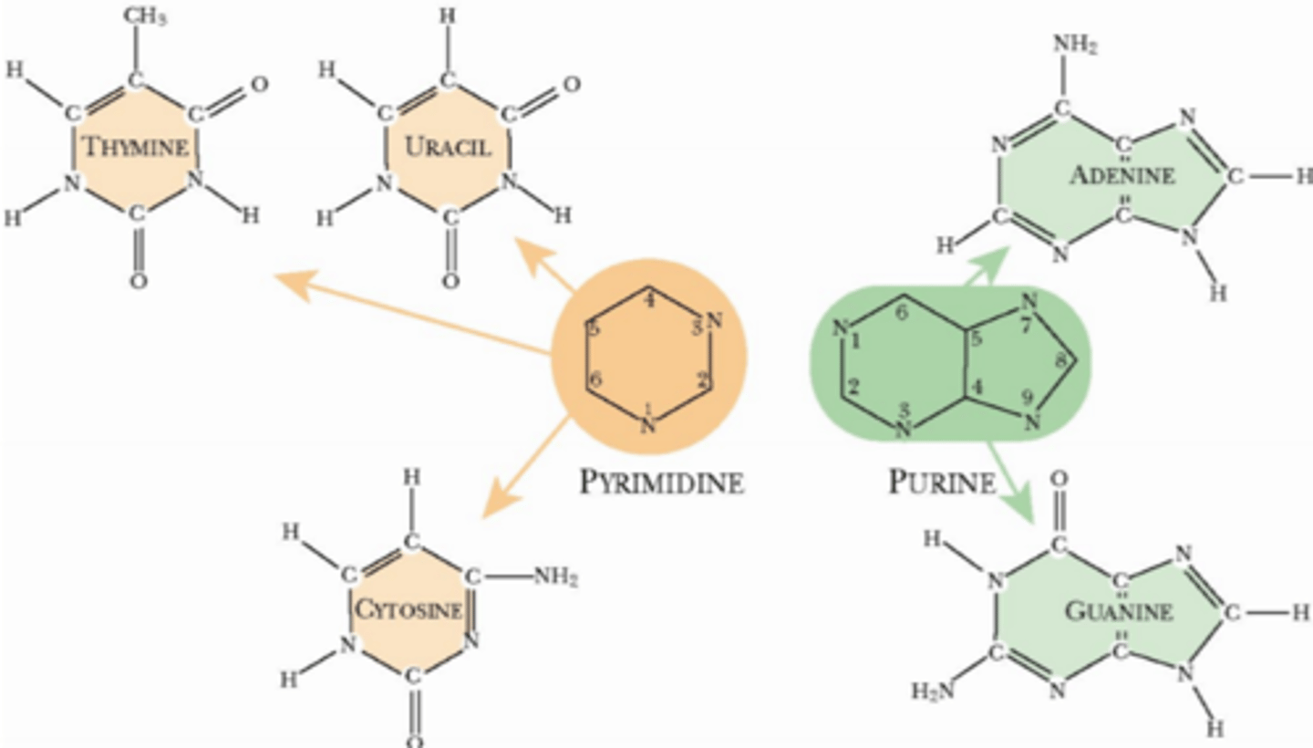 <p>RNA indeholder uracil, hvor DNA indeholder thymin. Thymin er en methyleret udgave af uracil. Tilstedeværelsen af uracil i DNA vil medføre en øget mutationsrate, fordi uracil kan forveksles med en deamineret cytosin. I RNA tolereres brugen af det mindre bekostelige uracil sandsynligvis, fordi RNA i modsætning til DNA ikke er unikt arvemateriale, men altid kan dannes ved transkription af DNA</p><p>Deaminering, fjernelse af aminogrupper (-NH2) fra molekyler i organismen. Vigtigst er deaminering af aminosyrer</p>