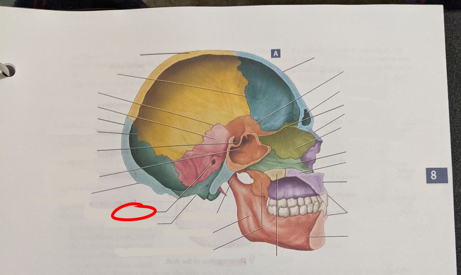 knowt flashcard image