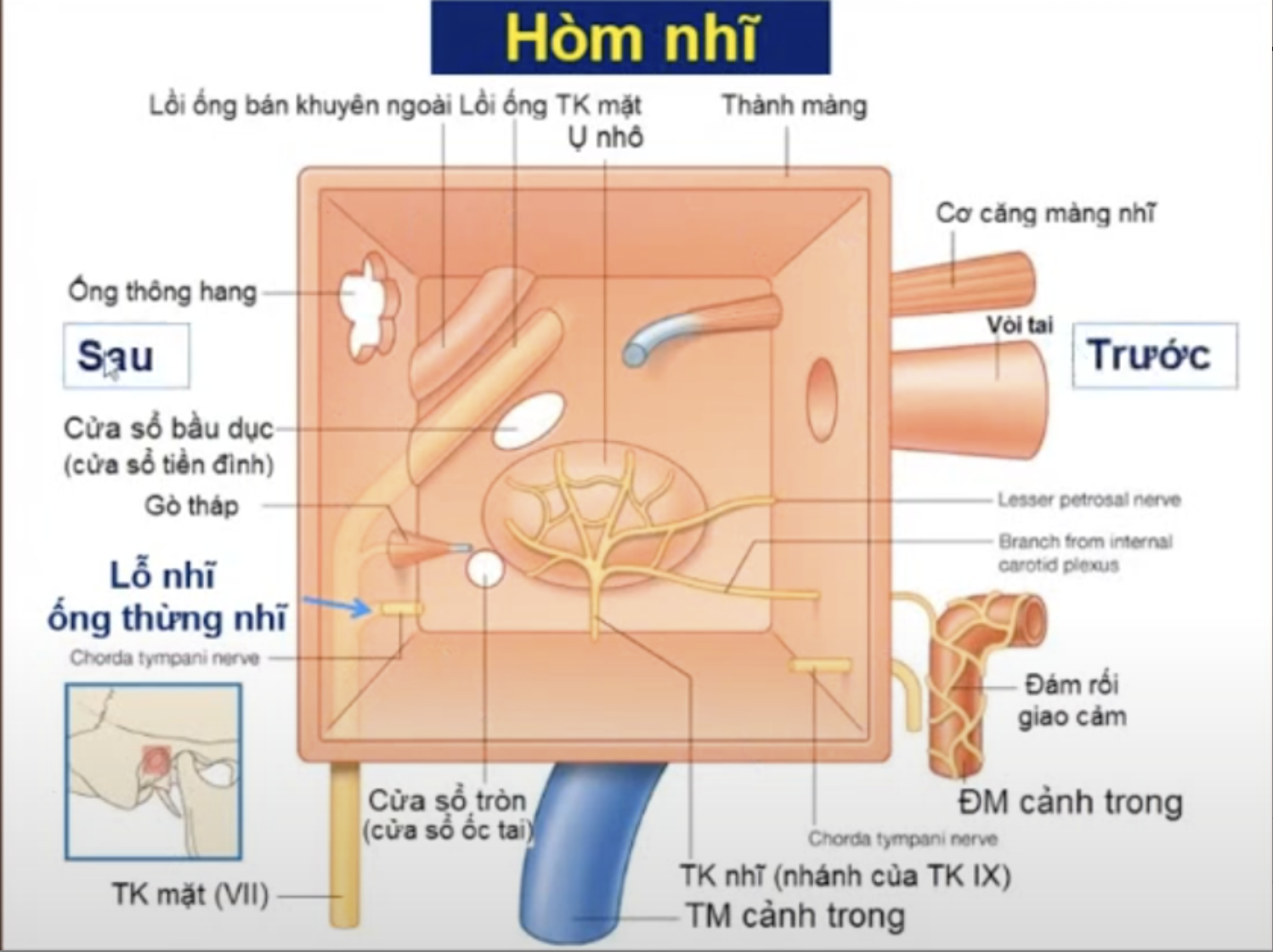 <p>Ống thông hang </p><p>Gò tháp</p><p>Lỗ nhĩ ~ ống thừng nhĩ </p>