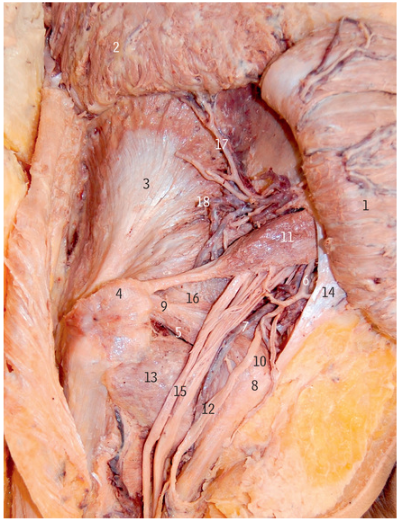 <p>14</p>