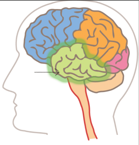 <p><strong>Identify </strong><span>the lobe of the brain highlighted.</span></p>