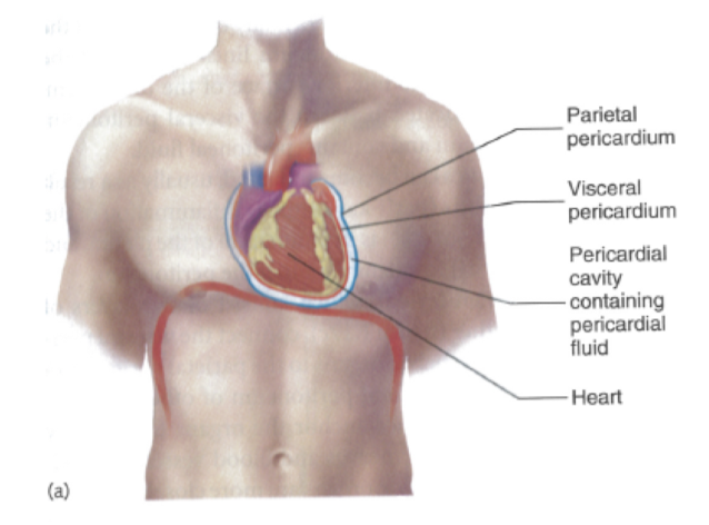 Space between the visceral and parietal pericardium 

* located within the mediastinum