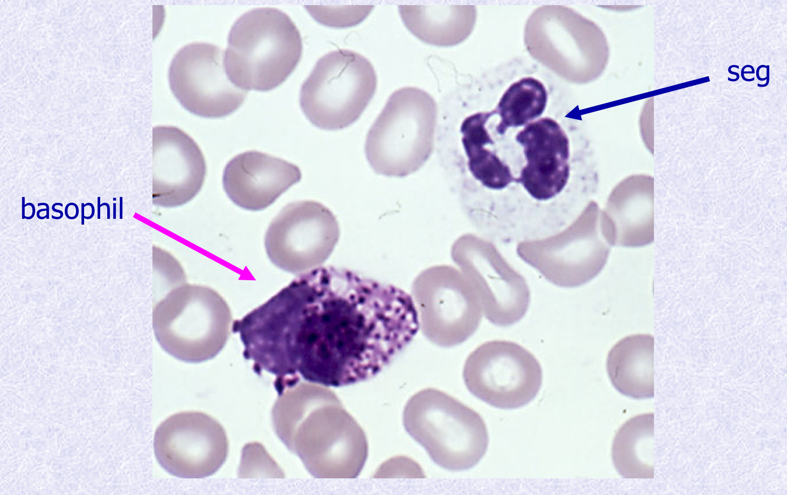 <p>What cell types are shown?</p>