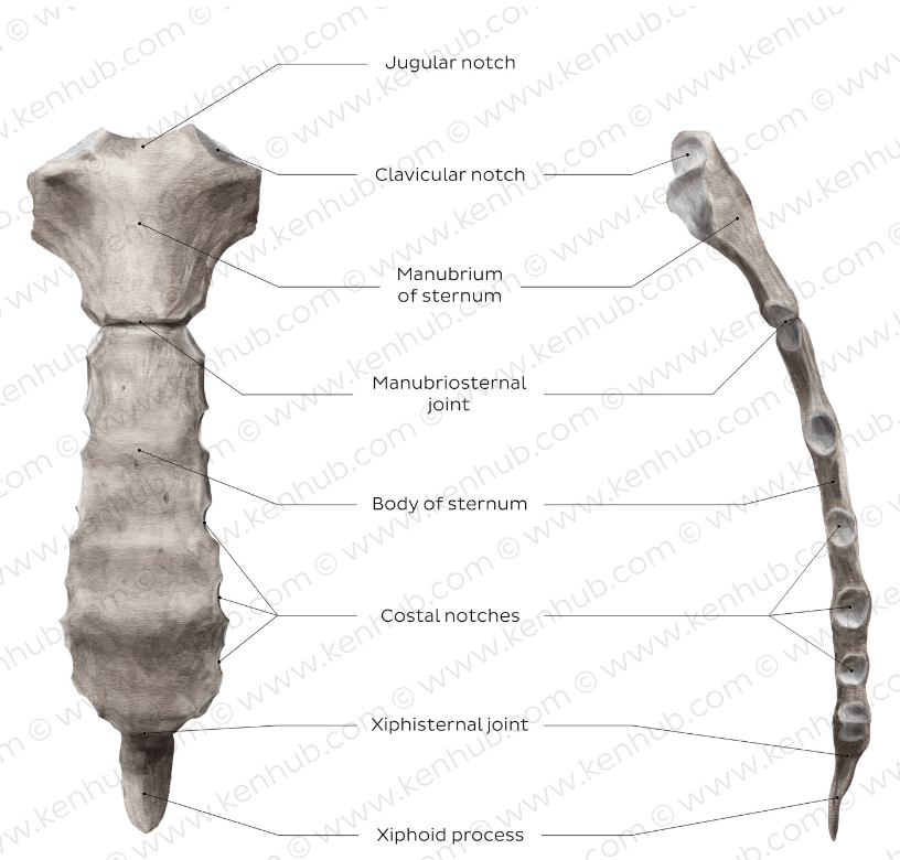 <ul><li><p><span>The anterior part of the ribcage, very important for physical examination&nbsp;</span></p></li><li><p><span>Made up of 3 different parts</span></p><ul><li><p><span>Superiorly – manubrium of the sternum</span></p><ul><li><p><span>Superior notch, at base of neck – called jugular notch of the sternum</span></p></li><li><p><span>On each lateral side, we have 2 further notches – called clavicular notches&nbsp;</span></p><ul><li><p><span>Important for the articulation with the clavicle&nbsp;</span></p></li></ul></li><li><p><span>On the lateral borders, we have the facets for the articulations with the anterior cartilaginous part of the ribs&nbsp;</span></p></li><li><p><span>First costal notch for first rib – fibrocartilagenous joint&nbsp;</span></p></li></ul></li><li><p><span>Middle – body of the sternum</span></p><ul><li><p>Narrow &amp; longitudinally oriented</p></li></ul></li><li><p><span>Inferior – xyphoid process&nbsp;</span></p><ul><li><p>Small</p></li></ul></li></ul></li></ul>