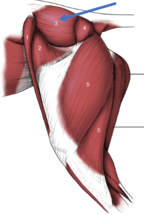 <p>large, cranial rump muscle</p><p>Origin: lateral crest of the wing of the ilium</p><p>Insertion: proximal femur</p><p>Action: extend the hip &amp; abduct the limb </p>