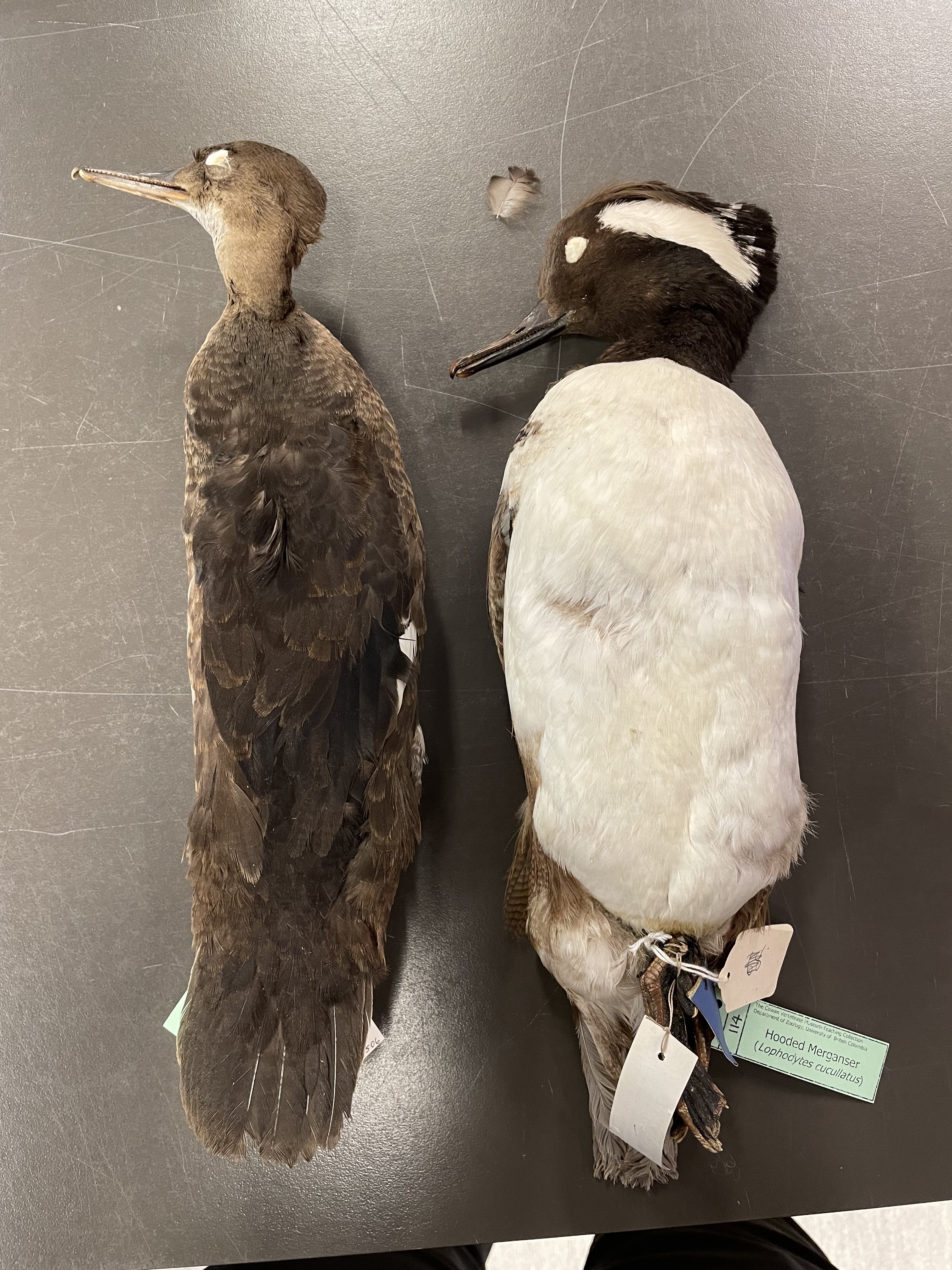 <p>Species -poofy crest, similar facial markings to bufflehead, note how this species has black seperating two halves of white facial mark -female is more drab, lighter brown head with poofy crest -both have a pursuit fishing bill indicative of this kind of wading bird</p>