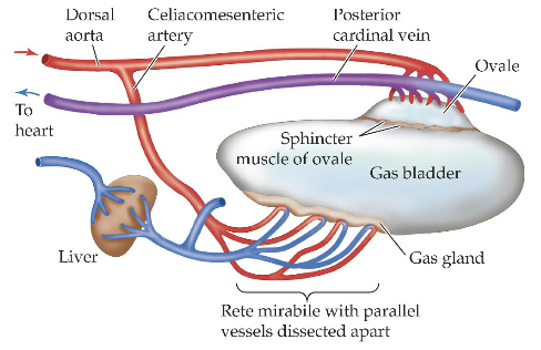 <p>Lacks pneumatic duct as adult. CANNOT gulp air into bladder and burp out excess air.<br>-Adds gas to bladder via gas gland with a retemirabile (network of capillaries with countercurrent flow) that secretes oxygen into bladder.<br>-Excess gas is absorbed into blood by opening the ovale, exposing another capillary bed</p>