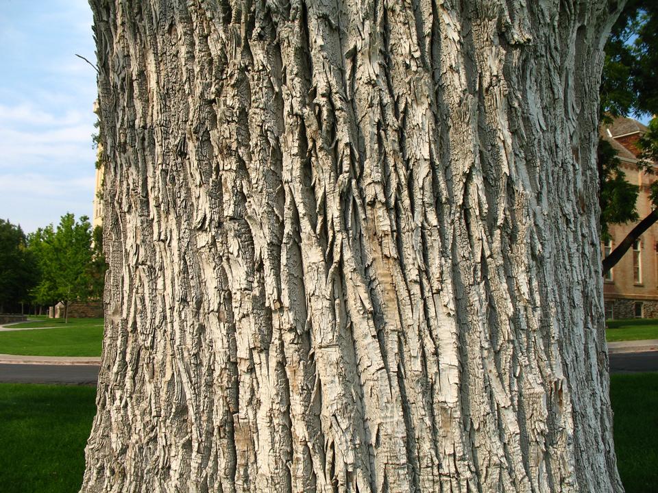 <p>eastern cottonwood, Populus deltoides, Salicaceae</p>