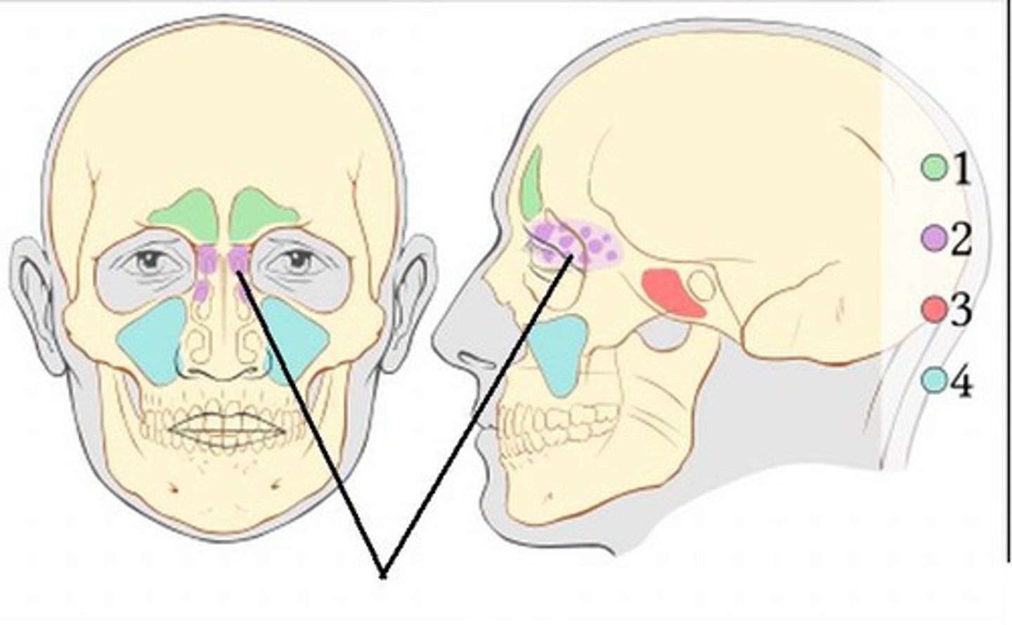 <p>Nasal Sinus located between the nose and the orbits.</p>