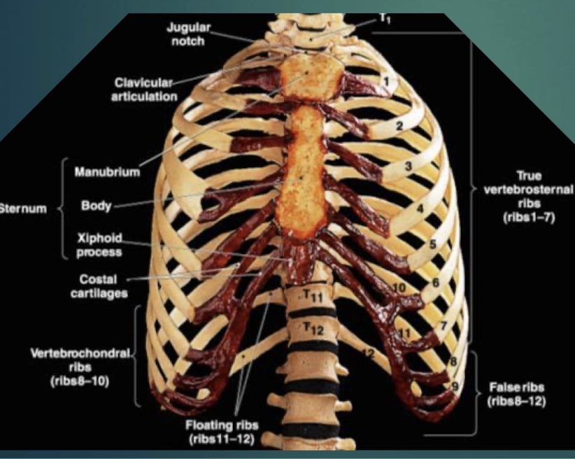 <p>True Ribs</p>