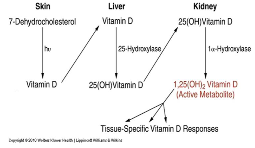 <p>humans can make it w/ sufficient sun exposure. involves skin, liver, kidneys. UV light transforms 7DC to vit D in skin. vit D hydroxylated to 25-OH vit D (calcifediol) in liver. serum 25-OH can monitor stored vit D. vit D hydroxylated to active form 1,25-(OH)<sub>2</sub> vit D (calcitriol). when blood Ca low, PTH released & stimulates kidneys to inc vit D formation</p>