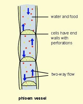 <p>Phloem Vessel</p>