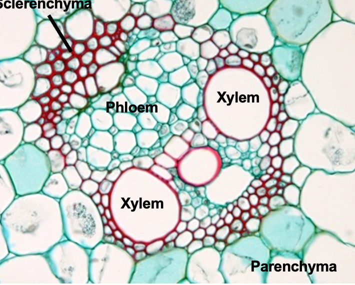 <ul><li><p>xylem (purple and brown)</p></li><li><p>phloem (yellow)</p></li><li><p>sclerenchyma (red)</p></li><li><p>parenchyma (green)</p></li></ul>