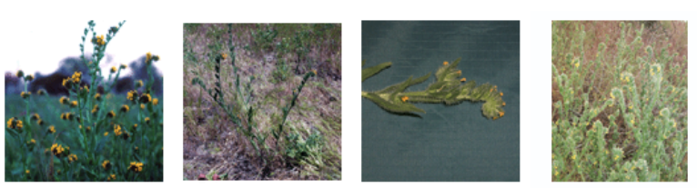 <p>Pyrrolizodine alkaloids (liver disease 2ndary photosens)</p>