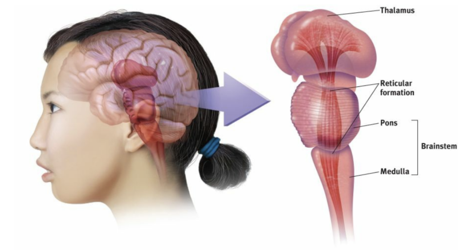 <p>The oldest part and central core of the brain, beginning where the spinal cord swells as it enters the skull; the brainstem is responsible for automatic survival functions.</p>