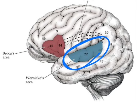 <ul><li><p>involved in word comprehension (receives fibers from visual cortex + aud cortex) </p></li><li><p>surrounds primary aud cortex </p></li></ul><p></p>