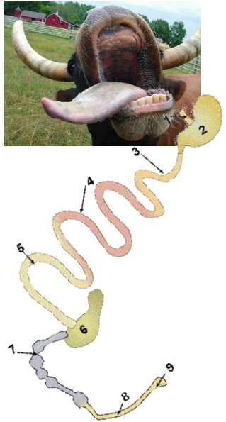 <p>What is the digestive tract structure &amp; function?</p>