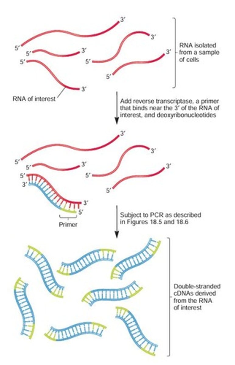 <p>To synthesize cDNA from isolated RNA.</p>