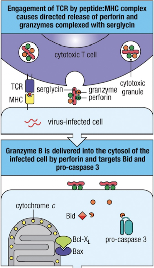 <p>when TCR is engaged, granules reorient towards the target cell</p><p><strong>perforin - </strong>aids in delivering contents of granules (like granzymes) into target cell, activating the intrinsic pathway of apoptosis</p><p><strong>granzymes - </strong>serine proteases which activate apoptosis once in the cytoplasm</p><ul><li><p>granzyme B cleaves Bid (sentinel) and pro-caspase 3</p></li></ul><p><strong>granulysin - </strong>has antimicrobial actions and can induce apoptosis</p>