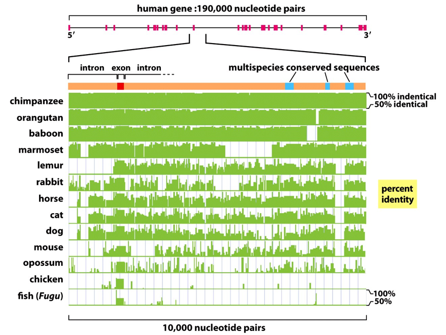 <p>Noncoding DNA contains some information that is being selected for</p>
