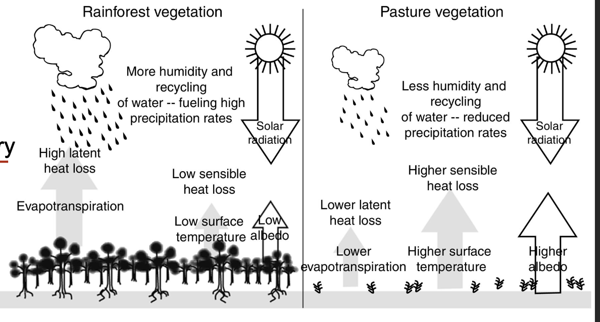 <p>B. Forests transpire more water, leading to higher latent heat loss</p><p>(Albedo: lighter colors reflect more light and are cooler - forest have lower albedo)</p>