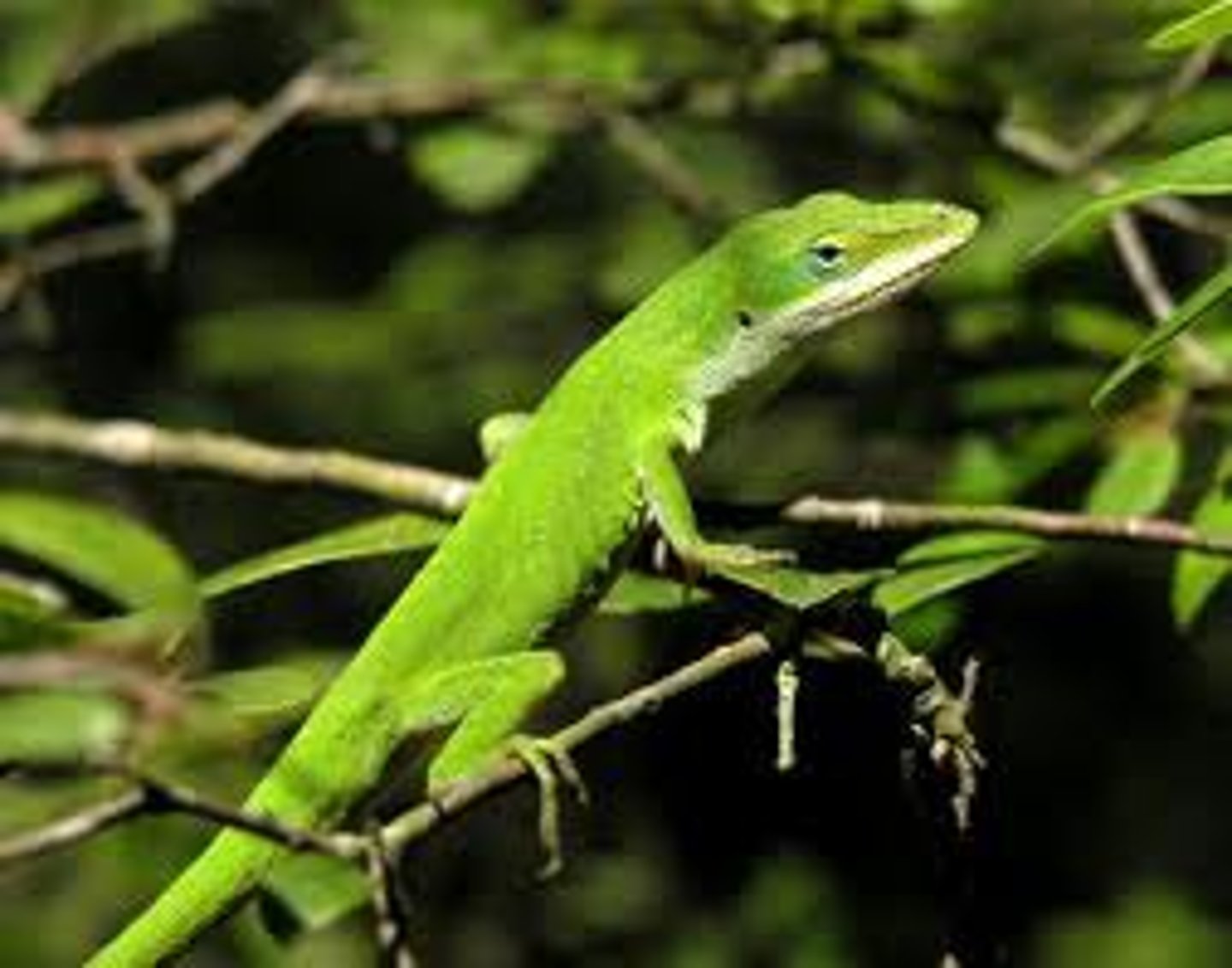 <p>Anolis carolinensis</p>