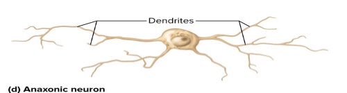 <p>What are four structural classes of neurons? Where are they located?: Anaxonic neurons</p>