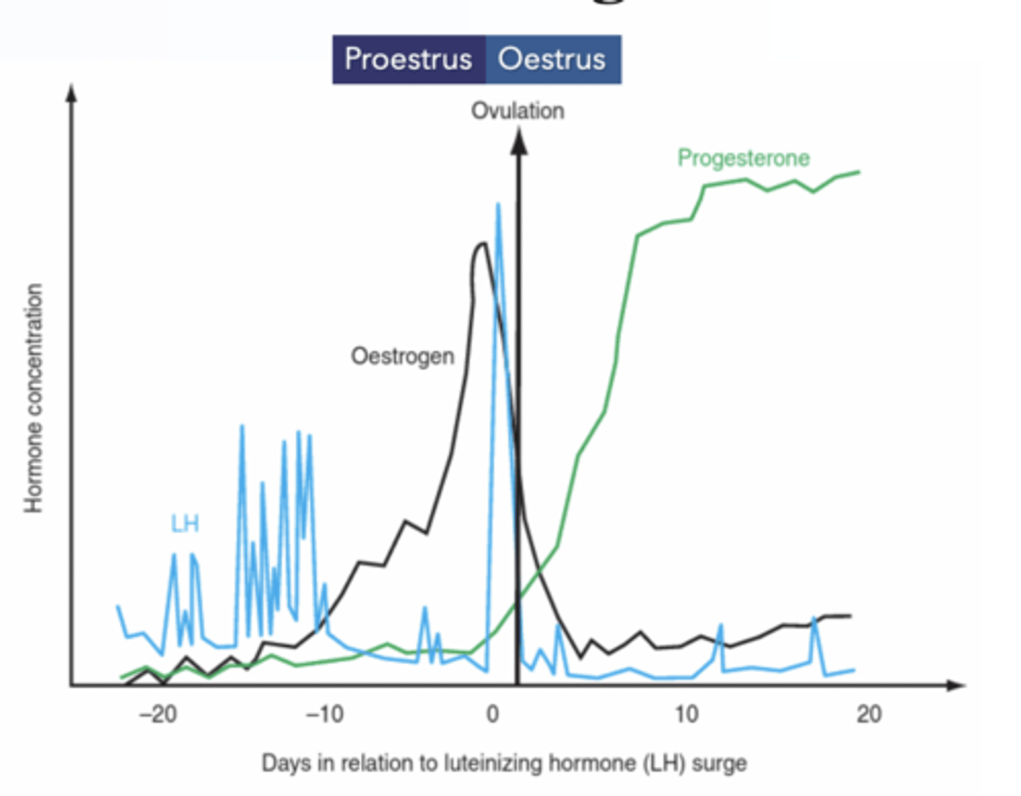 <ul><li><p>Oestrogen peak causes LH surge (24-48 hours into oestrus)</p></li><li><p>Progesterone starts to rise after LH surge</p></li></ul><p></p>