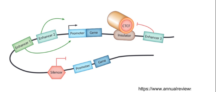 <p>•Non coding genome can alter the amount of RNA or protein produced by a gene (gene expression)</p><p>→Promoters, enhancers, silencers, insulators</p>