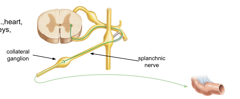 <p>pathway 2</p><ul><li><p><span style="background-color: transparent;">presynaptic neuron enters sympathetic trunk</span></p></li><li><p><span style="background-color: transparent;">joins splanchnic nerve</span></p></li><li><p><span style="background-color: transparent;">synapses with postsynaptic neuron at collateral ganglion</span></p></li><li><p><span style="background-color: transparent;">postsynaptic neuron travels to target</span></p></li></ul><p></p><p>targets</p><ul><li><p>visceral organs (heart, digestive tract, kidneys, uterus)</p></li></ul><p></p>