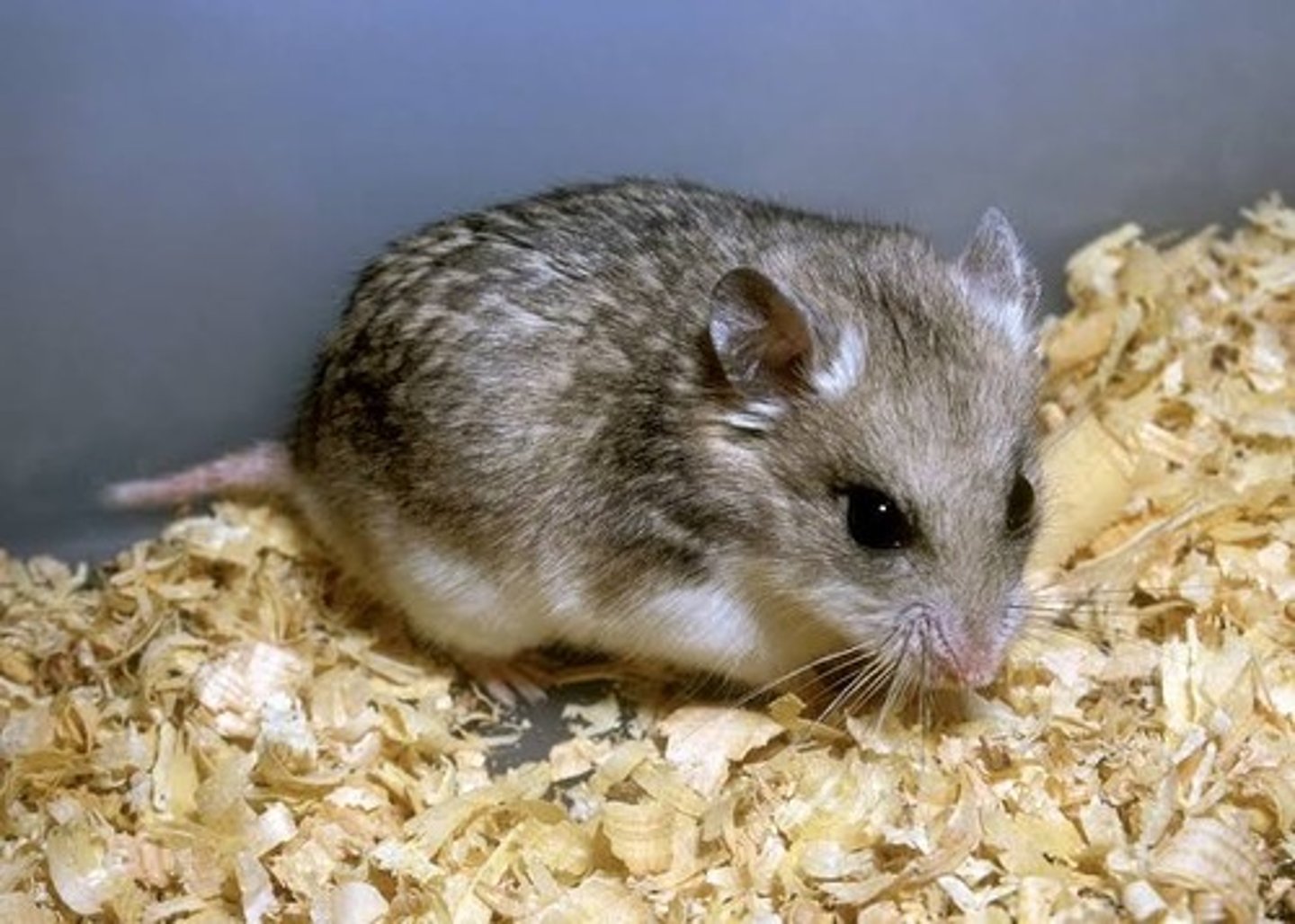 <p>Armenian or gray hamster</p>
