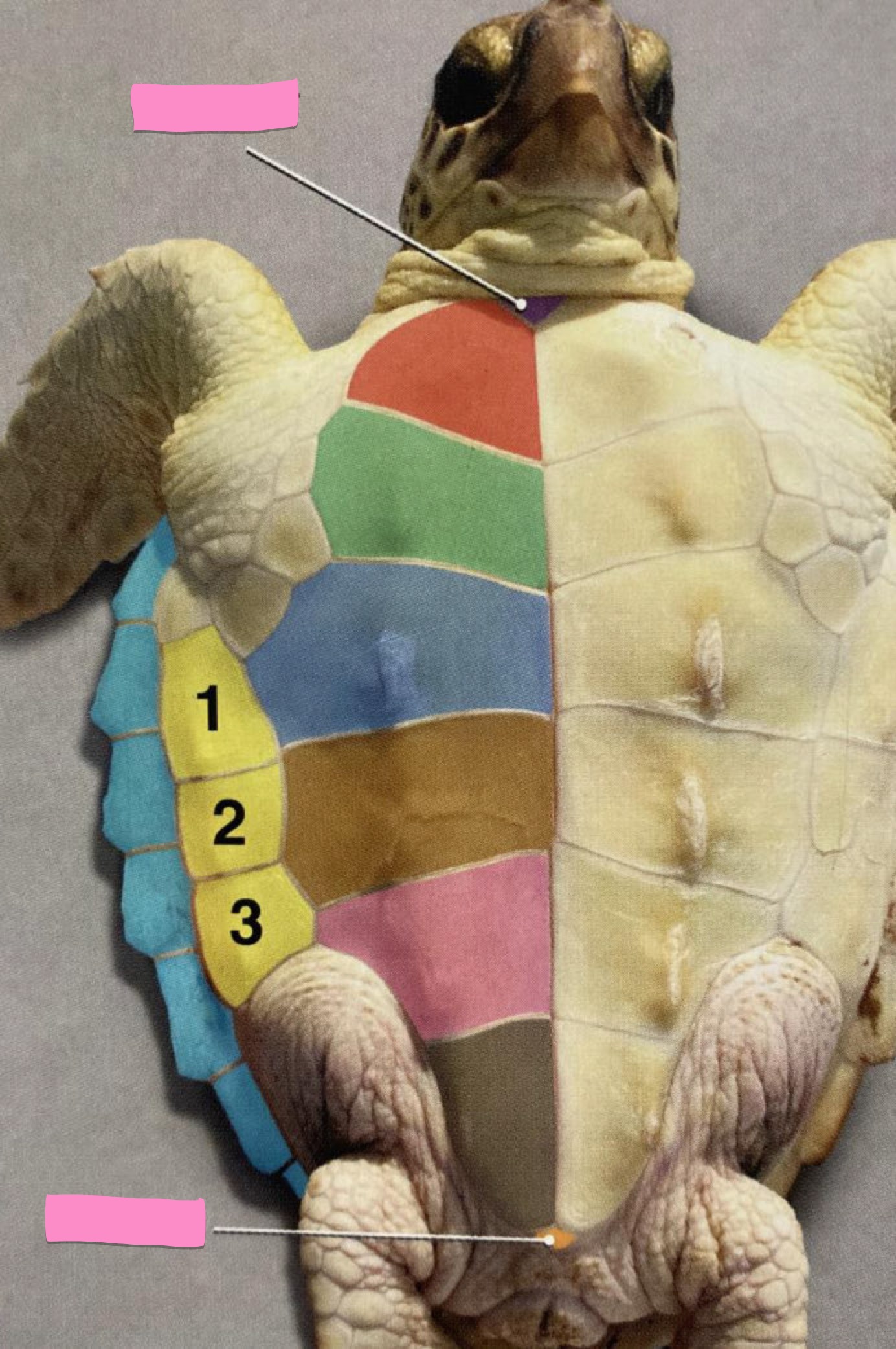 <p>Label the figure</p>