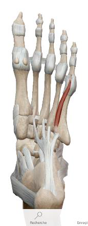 <p>Court fléchisseur du V orteil</p>