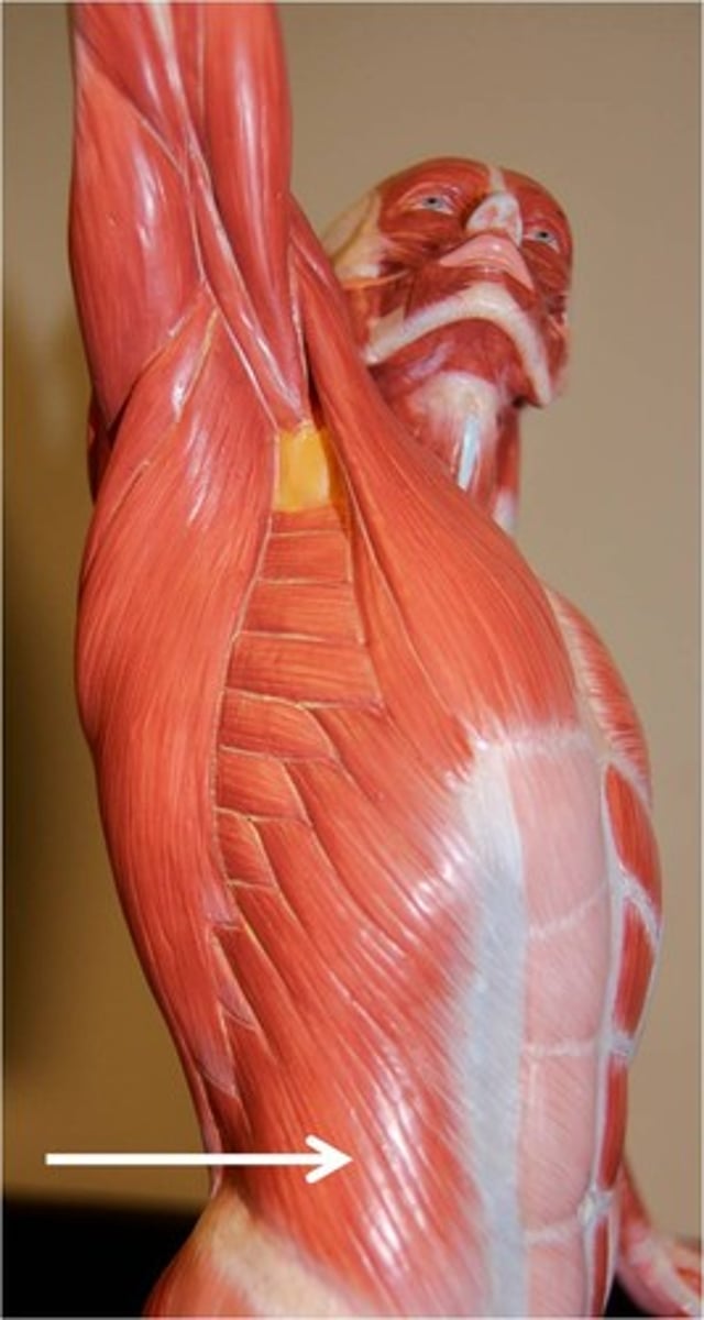 <p>Action: flexes vertebral column</p>
