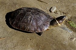 <p>Philippine forest turtle</p>