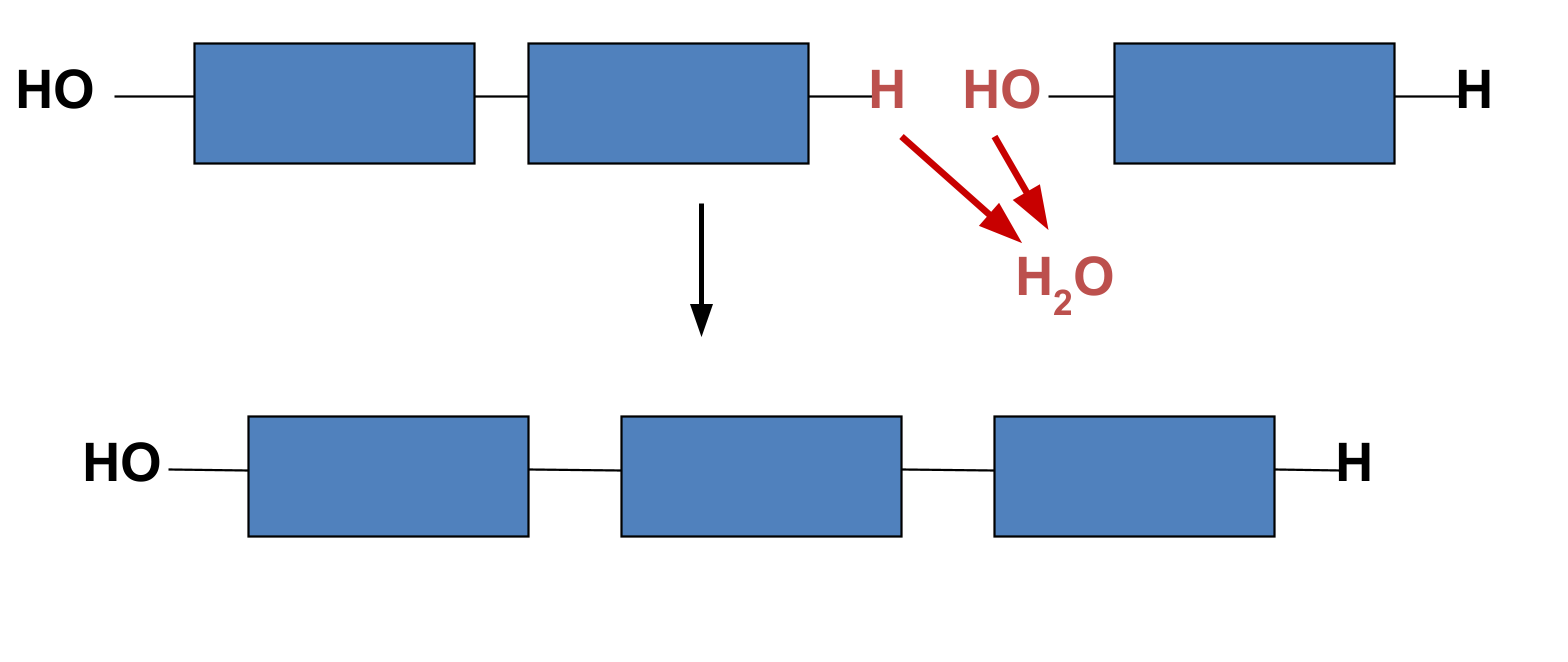 <p>a chemical reaction that BONDS two monomers together by removing 2H and 1O (1 H2O) in the process</p><p>Absorbs energy</p>