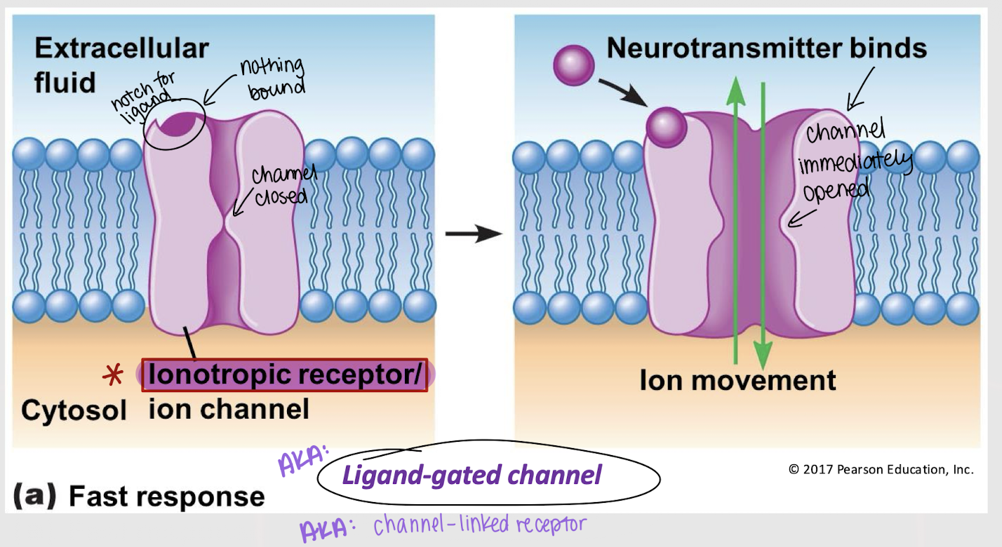 <p>ionotropic receptor; fast </p>