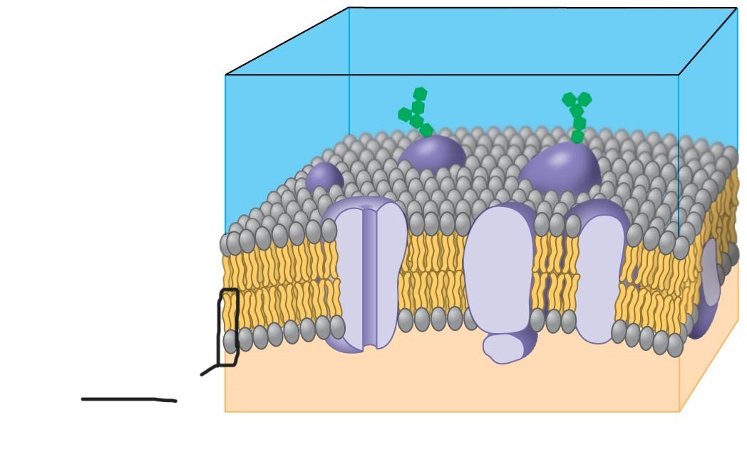 <p>1 plasma membrane </p>